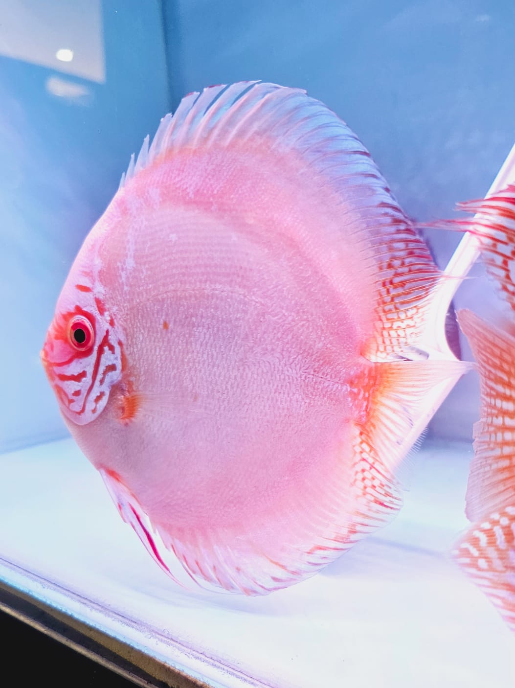 WHITE BUTTERFLY Discus